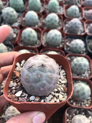 漳州嘟嘟仙人球【习志野】珍贵自根品种批 发圆形高端可爱仙人球