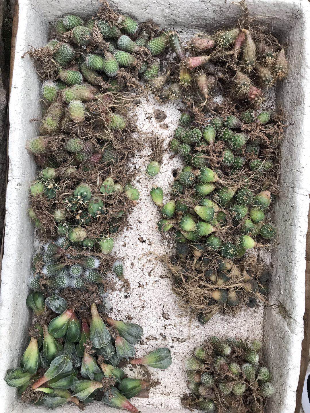 漳州嘟嘟仙人球苗组合混合随机批