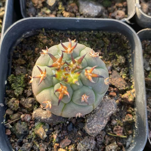 发出售漂亮圆形猫抓球 仙人球批 漳州嘟嘟仙人球 实生猫爪