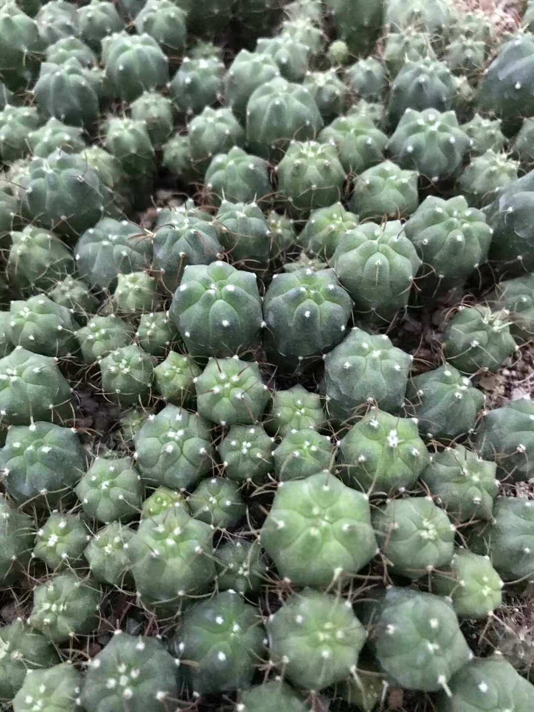 漳州园艺场奇香量多大棚种仙人球