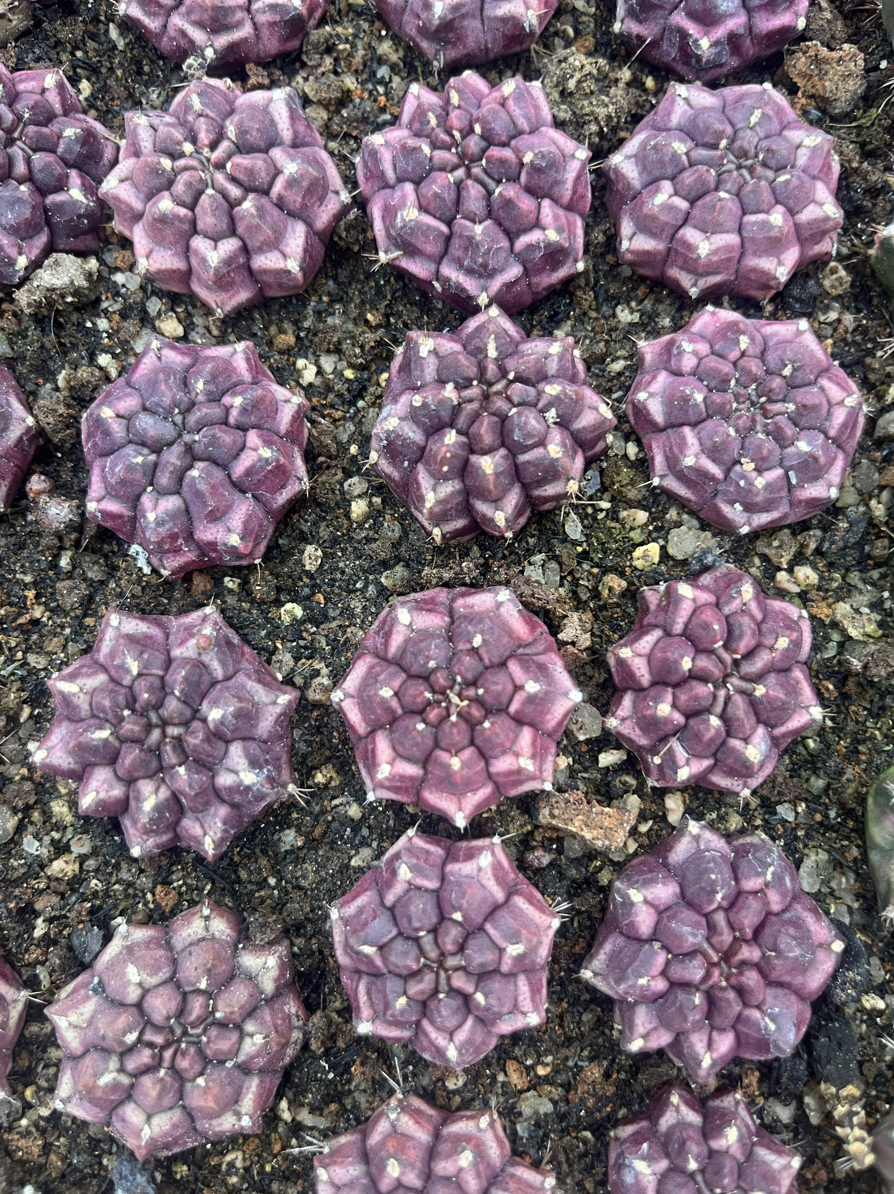 漳州嘟嘟仙人球【梦想】牡丹批 多肉植物