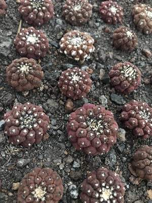 漳州蜥蜴皮仙人球