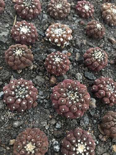 漳州蜥蜴皮仙人球