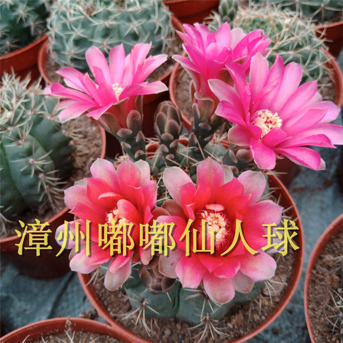 漳州仙人球多肉植物图片