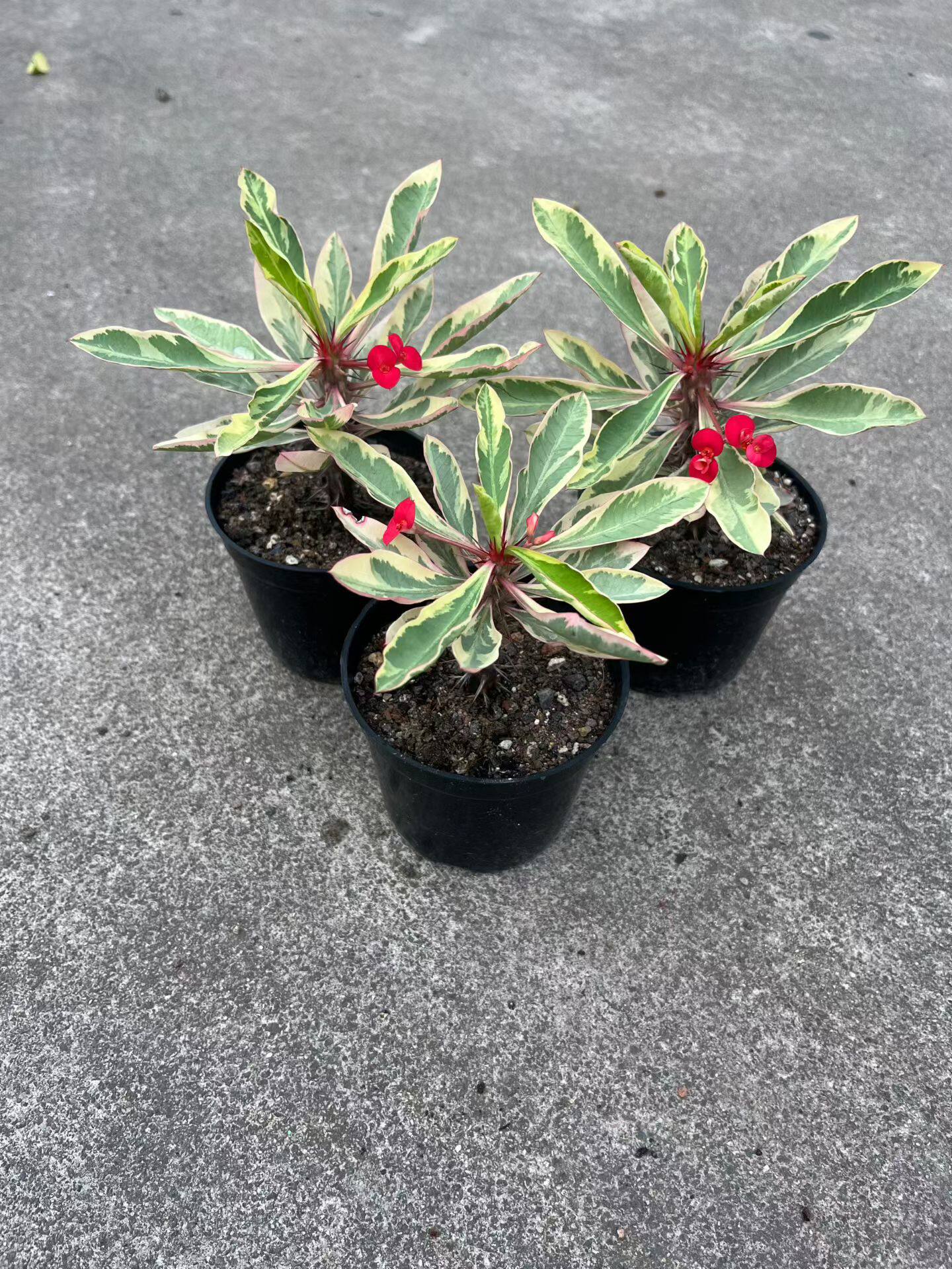 漳州嘟嘟仙人球【虎刺梅锦】批发量大自根大棚种植有量自然锦