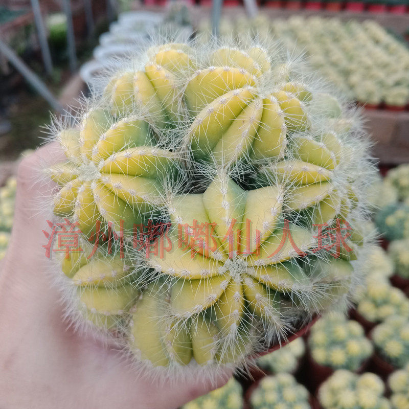 漳州嘟嘟仙人球【群生银光锦】多头黄银光锦 多头仙人球锦