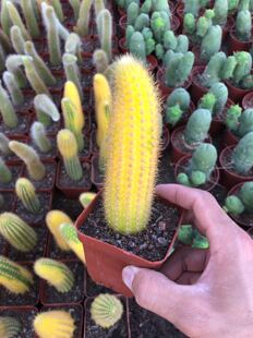 漳州嘟嘟仙人球【黄金柱锦】侧芽落地生根柱类仙人柱