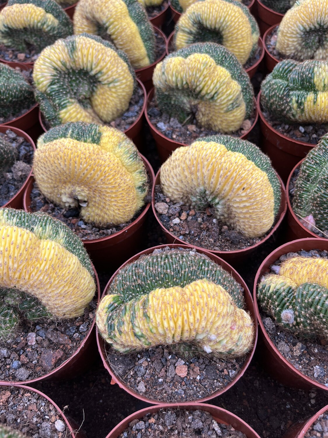 漳州嘟嘟仙人球【黄仙玉锦】嫁接批 发量大