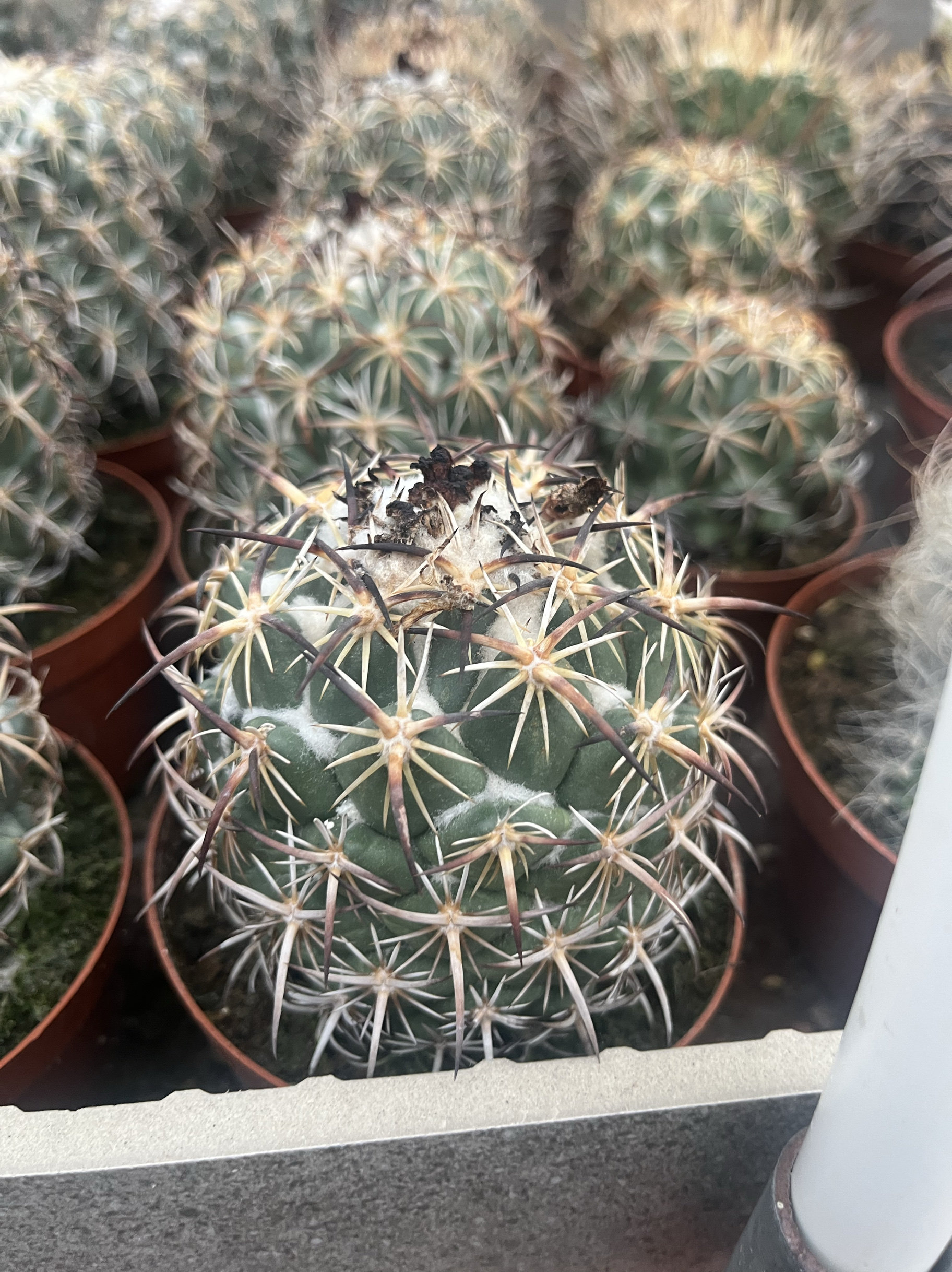 漳州嘟嘟仙人球【钢钉】批 发仙人球嫁接自根大棚