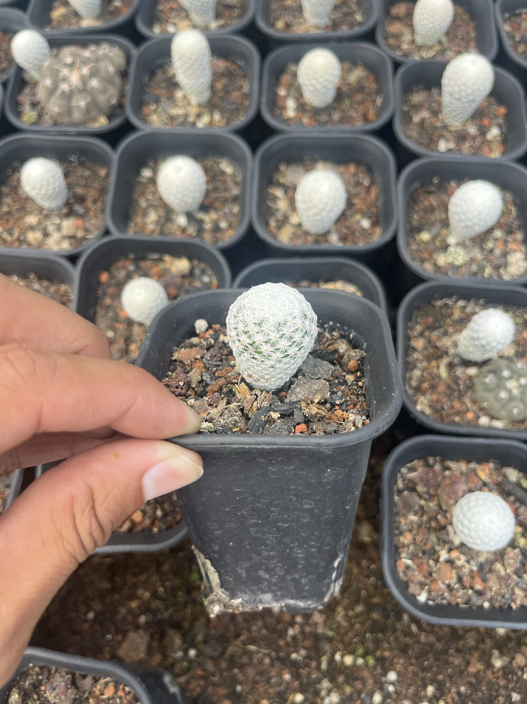 漳州嘟嘟仙人球【白鸟】实生批发量大白色球苗图片