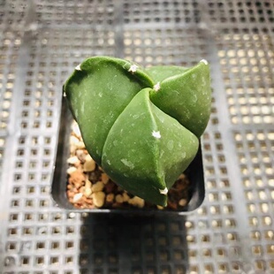 漳州嘟嘟仙人球【三角鸾凤玉】实生批发量大大棚种植可爱