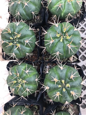 漳州实生苗大棚仙人球