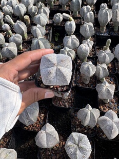 漳州嘟嘟仙人球【恩冢鸾凤玉】实生球批发大棚种植