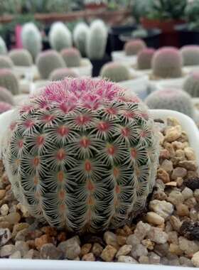 漳州嘟嘟仙人球【红太阳】红色自根新品种进口批 发多肉植物小苗