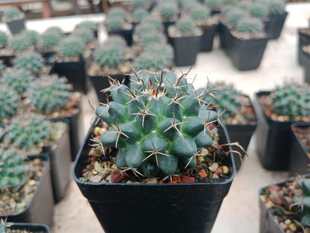 漳州嘟嘟仙人球【金刚石】金港石实生仙人球批 发大黑刚组合仙人