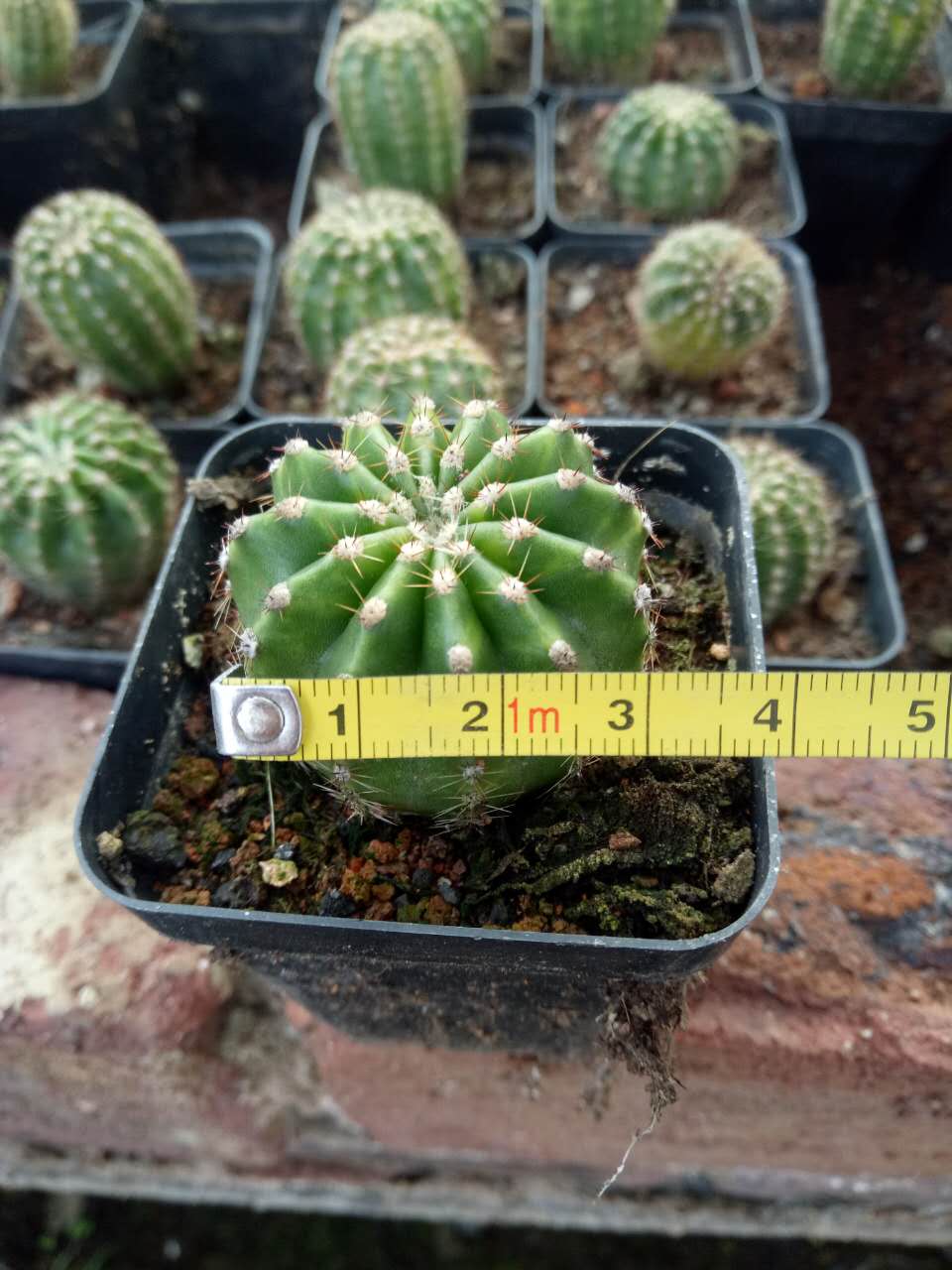 漳州嘟嘟多肉植物【世界图锦】世界地图自根小苗批 发仙人球室内