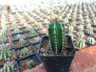 漳州嘟嘟多肉植物园艺场【大将军】柱状仙人球批 发仙人掌