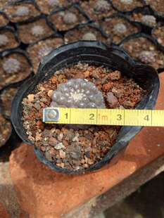 漳州嘟嘟仙人球【疣仙人】尤先仁有闲人游游批 发自根苗多肉大棚