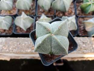 漳州嘟嘟仙人球【四角鸾凤玉】4角白沙琉璃实生品种美观摆件批 发