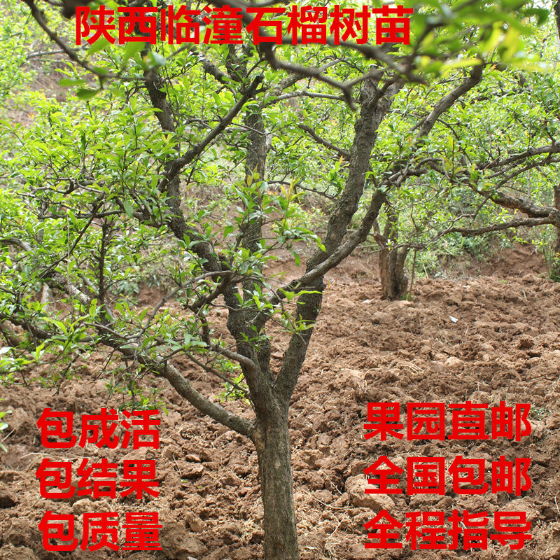 种植盆栽地庭院栽陕西果树苗