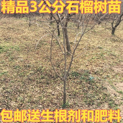 陕西临潼石榴树苗盆栽地栽石榴树庭院植物果树苗精品3公分石榴苗