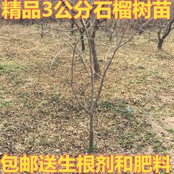 陕西临潼石榴树苗盆栽地栽石榴树庭院植物果树苗精品3公分石榴苗