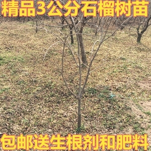 陕西临潼石榴树苗盆栽地栽石榴树庭院植物果树苗精品3公分石榴苗