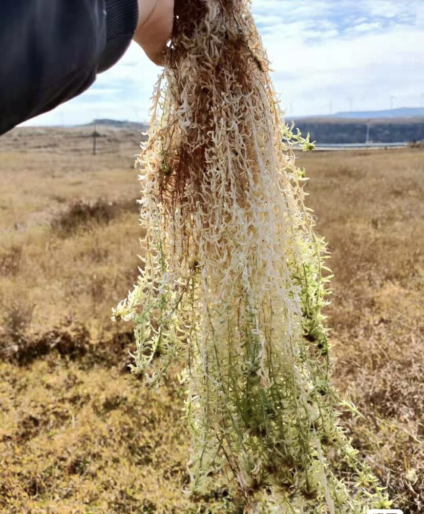 一级国产优质干净水苔藓蝴蝶兰宠物使用无土花草绿植盆栽室内无菌