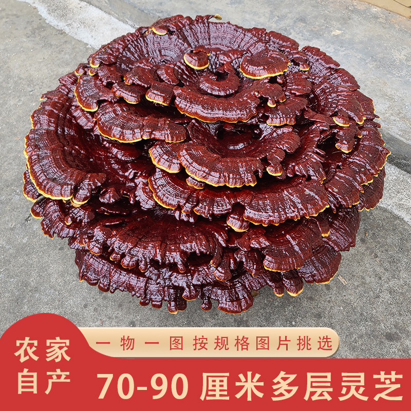 特大灵芝多层长柄观赏盆景超厚花图片