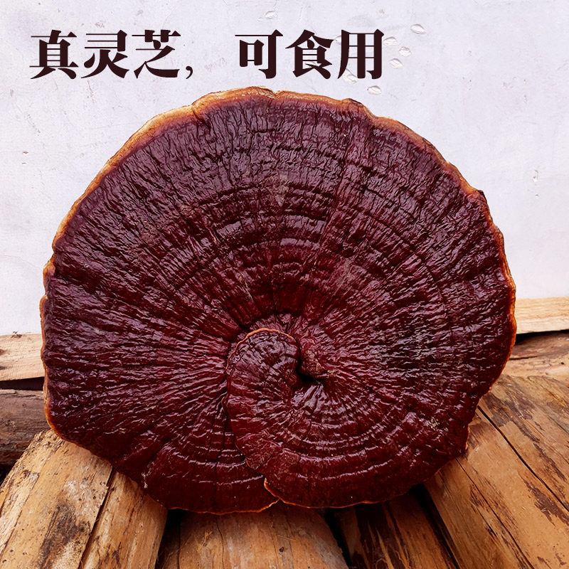 25-35厘米大灵芝盆景观赏摆件半野生赤灵芝大灵芝整枝一朵可以吃_虎窝淘