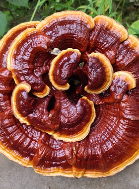 长脚灵芝赤灵芝观景盆景办公室居家装饰创意礼品如意风水摆件