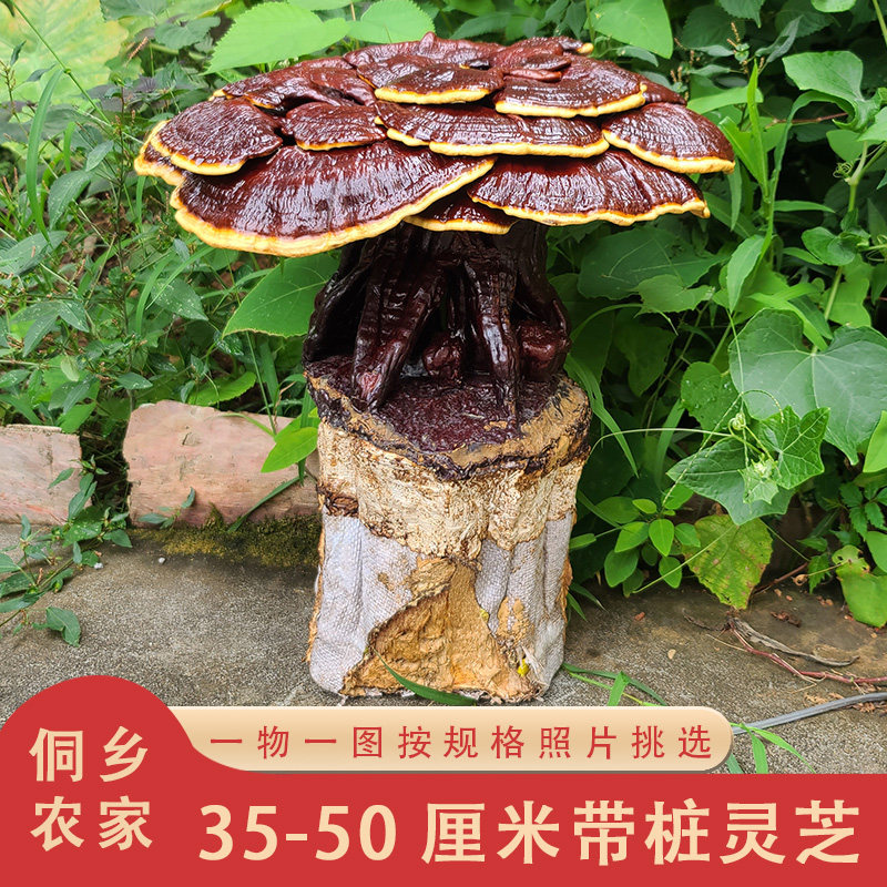 35-50厘米带桩灵芝 大灵芝多层灵芝花观赏摆件巨型红灵芝整朵