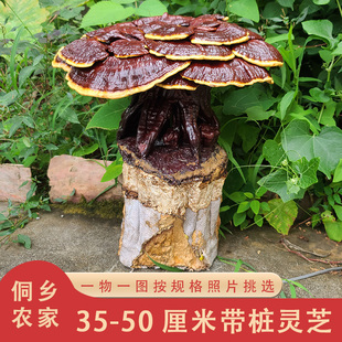 35-50厘米带桩灵芝 大灵芝多层灵芝花观赏摆件巨型红灵芝整朵