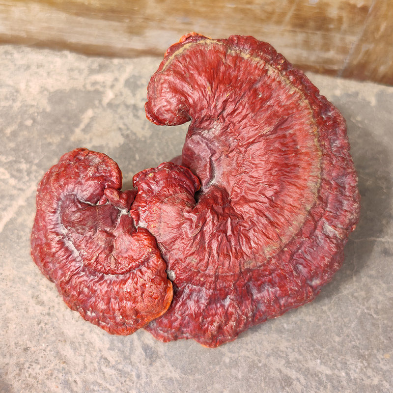 侗乡赤灵芝半野生灵芝南方红灵芝可切片灵芝整枝林芝灵芝500g包邮