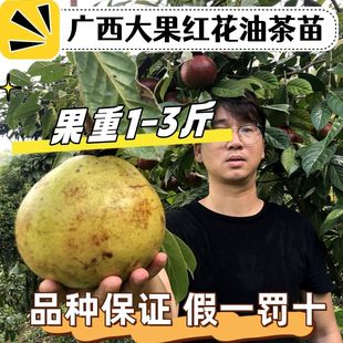 正品大果红花油茶苗单果1-3斤高产嫁接油茶苗种子榨油茶籽子树苗
