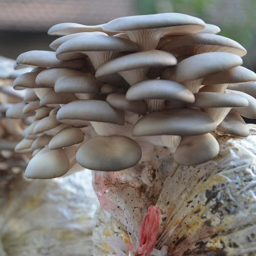 蘑菇种植包食用菌菌种平菇