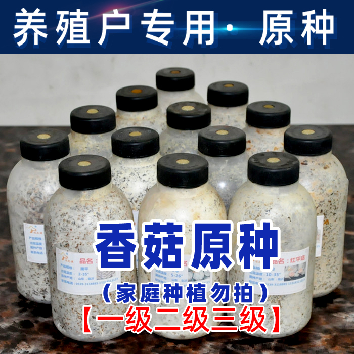 食用菌菌种栽培种原种菇农专用