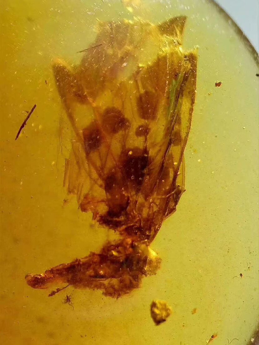 【素缘】缅甸纯天然虫珀吊坠0901 24琥珀带刺鳞蛉蜂标本挂件戒面
