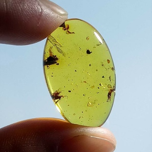 素缘缅甸天然虫珀吊坠0124 111琥珀带蠼螋虫窝标本化石原矿