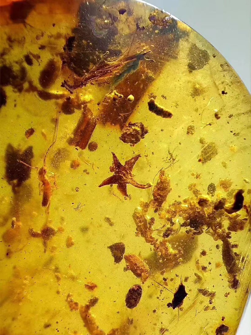 【素缘】缅甸纯天然虫珀吊坠0901 08琥珀带植物五瓣花蠷螋标本