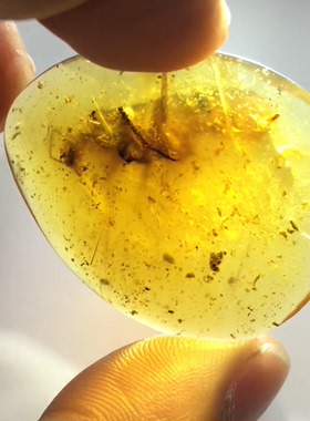 素缘缅甸天然虫珀吊坠0403琥珀带恐蠊标本化石原矿坠子