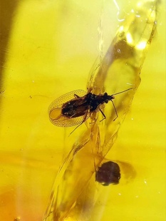 【素缘】缅甸纯天然虫珀吊坠0802 01琥珀带梨冠网蝽石蛾标本挂件