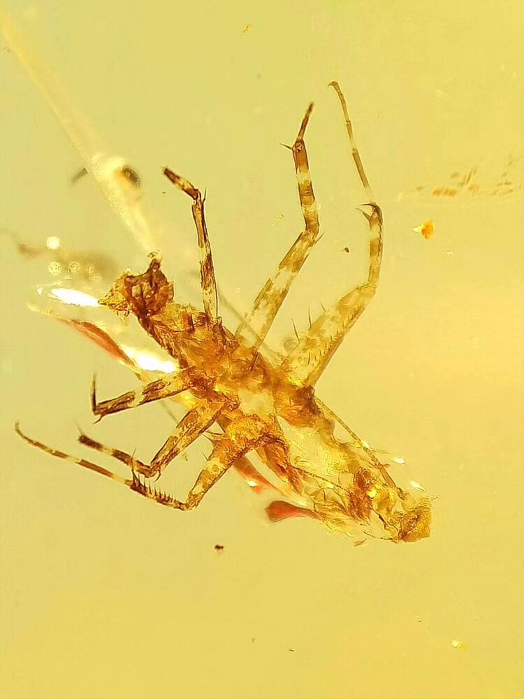 【素缘】缅甸纯天然虫珀吊坠0401 47琥珀带原始螳螂蜕皮标本原始