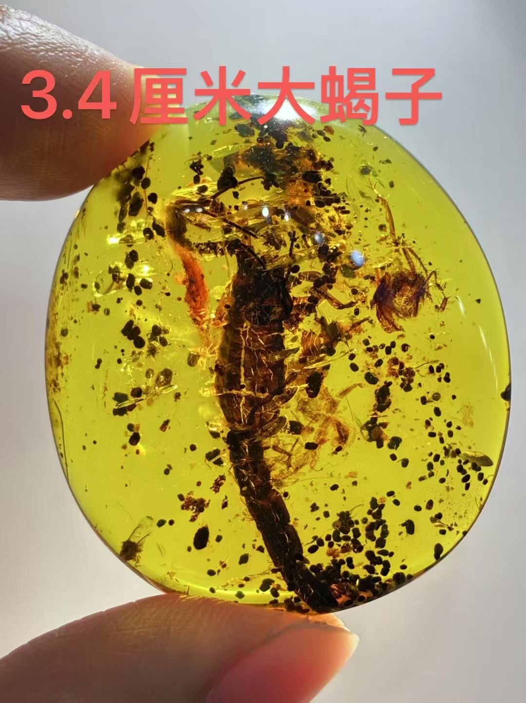 素缘缅甸天然虫珀吊坠0821琥珀带蝎子标本化石原矿坠子挂件
