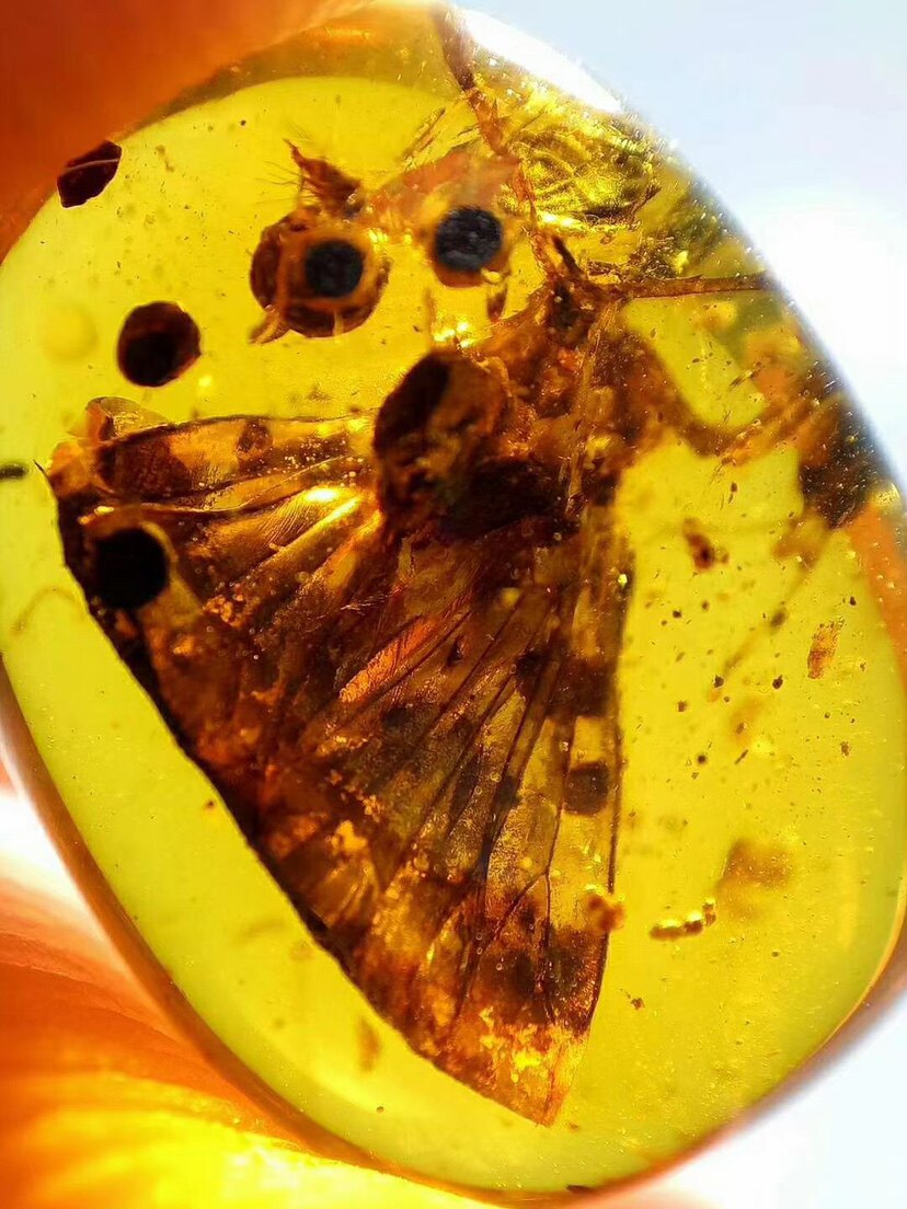 【素缘】缅甸纯天然虫珀吊坠1225 01琥珀带蜡蝉标本挂件戒面坠子