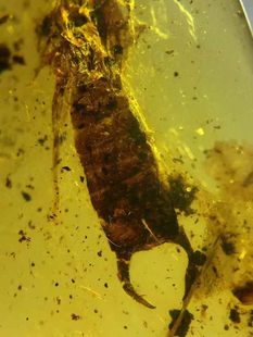 素缘缅甸天然虫珀吊坠0216琥珀带蠼螋标本化石原矿坠子挂件