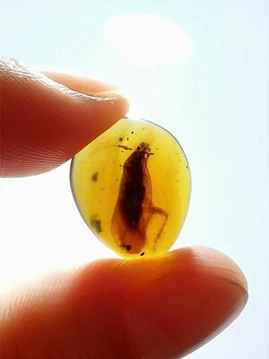 素缘缅甸天然虫珀吊坠0611 30琥珀带蜚蠊标本化石原矿坠子