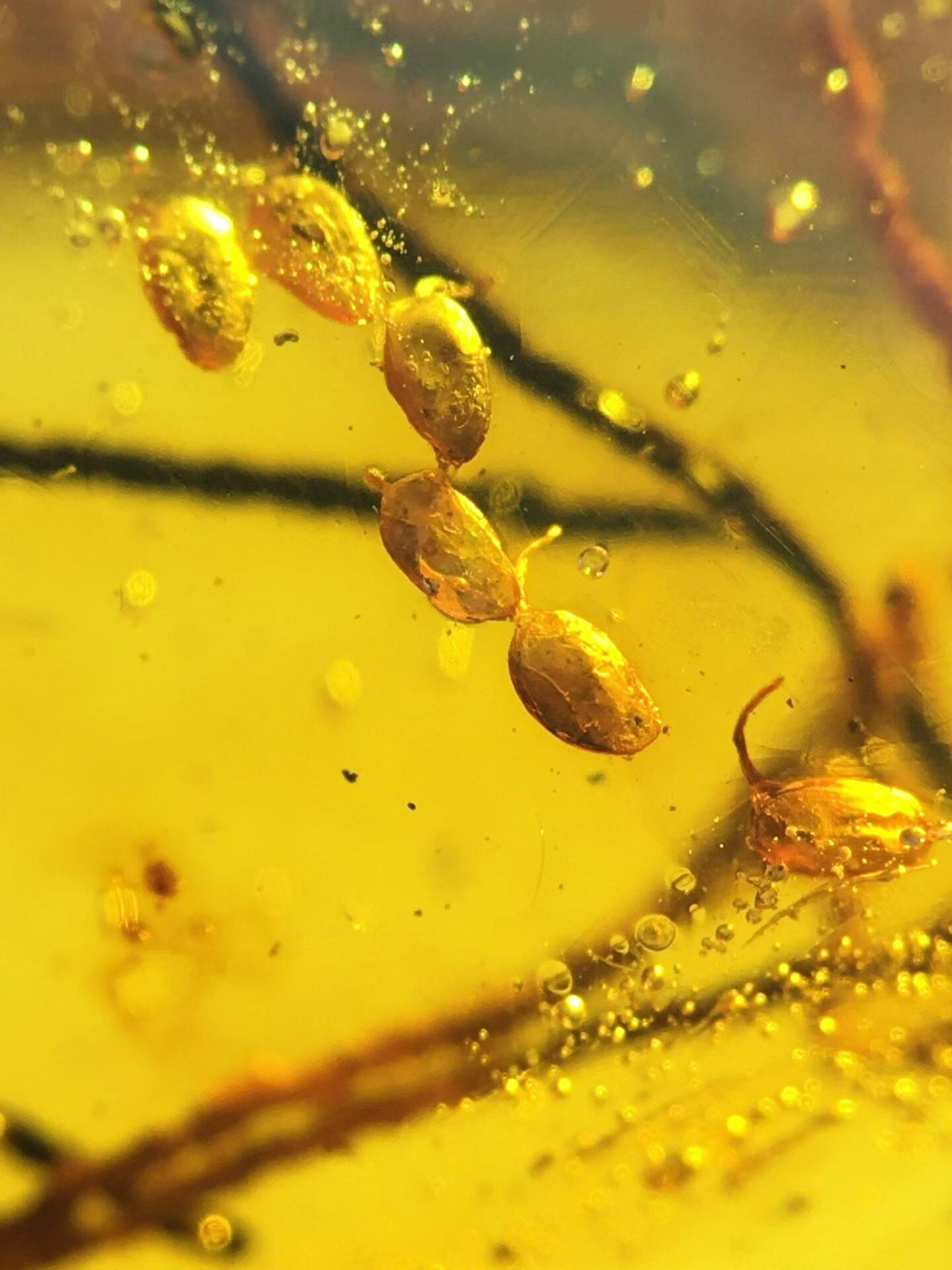 素缘缅甸天然虫珀吊坠0402琥珀带植物种子标本化石原矿坠子