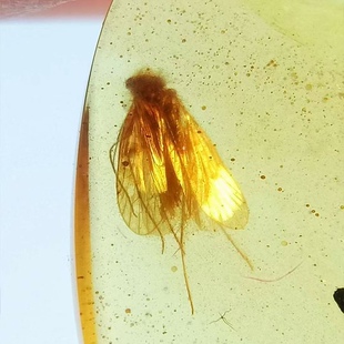 素缘缅甸天然虫珀吊坠0124 107琥珀带蛾标本化石原矿坠子挂件