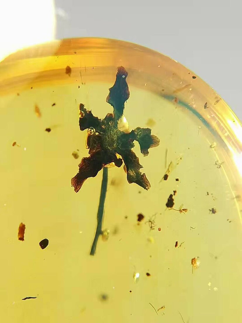 【素缘】缅甸纯天然虫珀吊坠1021 08琥珀带植物花朵标本挂件戒面